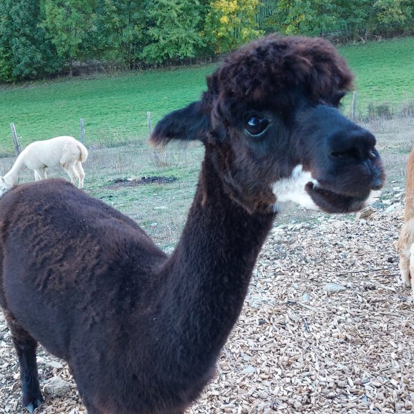 How does my encounter with alpaca Gustav relate to mental health?